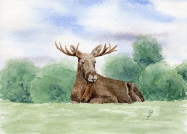 Postkarte DIN-A5 Aquarell Kunst Druck Kunstdruck Schweden Sweden Sverige Elch